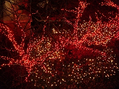 022 Toledo Zoo Light Show [2008 Dec 27]